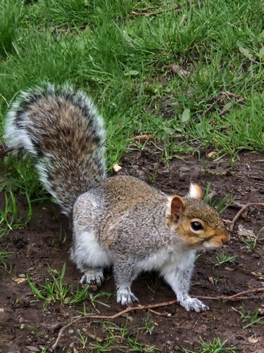 Squirrel in Bristol
